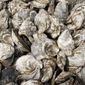Oyster are collected in a crate, Sunday, April 25, 2021, in Brunswick, Maine. Oysters from the farm are being used to establish a new population in New Hampshire. (AP Photo/Robert F. Bukaty) **FILE**
