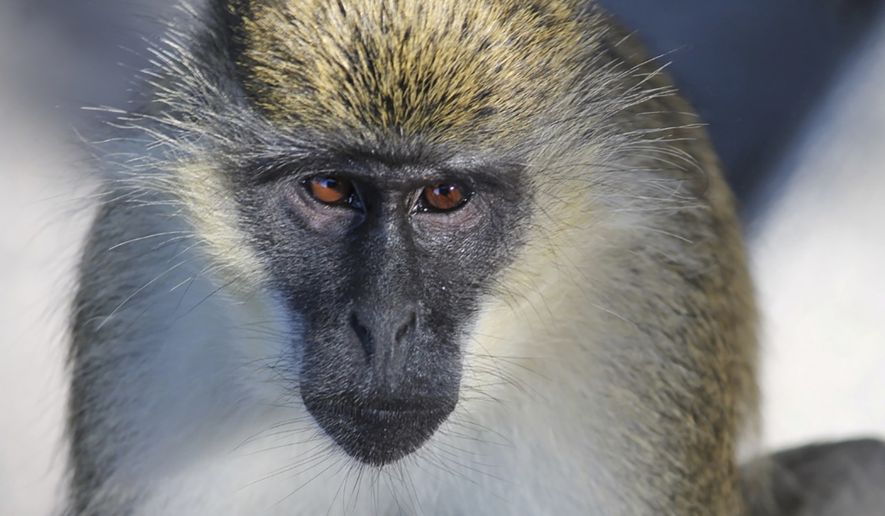 In this undated photo provided by Deborah Williams, a Vervet monkey is seen in Dania Beach, Fla. Williams, is the lead author of a study that determined where a colony of monkeys that has lived for about 70 years in urban South Florida came from. In 1948 a group of monkeys escaped from the Dania Chimpanzee Farm. Most were captured, but some disappeared into the mangrove swamp. The study determined that 41 descendants live in the area today. (Deborah Williams via AP) **FILE**