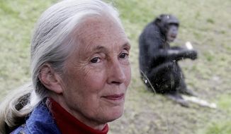 Primatologist Jane Goodall sits near a window where behind a chimpanzee eats in its enclosure at Sydney&#39;s Taronga Zoo Friday, July 14, 2006. Goodall was named Thursday, May 20, 2021 as this year’s winner of the prestigious Templeton Prize, honoring individuals whose life’s work embodies a fusion of science and spirituality. (AP Photo/Rick Rycroft)