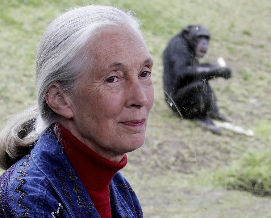 Primatologist Jane Goodall sits near a window where behind a chimpanzee eats in its enclosure at Sydney&#39;s Taronga Zoo Friday, July 14, 2006. Goodall was named Thursday, May 20, 2021 as this year’s winner of the prestigious Templeton Prize, honoring individuals whose life’s work embodies a fusion of science and spirituality. (AP Photo/Rick Rycroft)