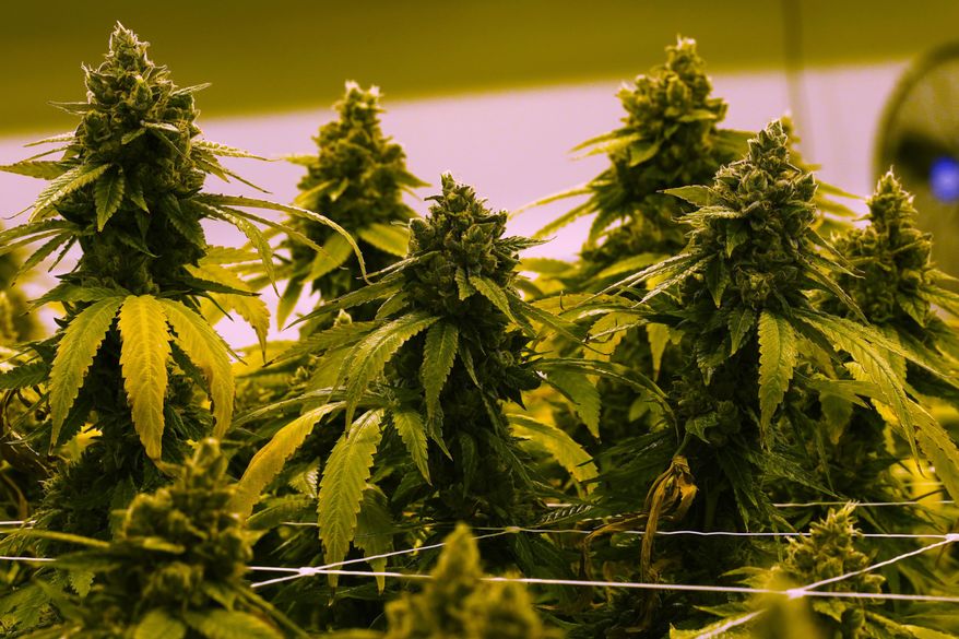 A cannabis plant that is close to harvest grows in a grow room. (AP Photo/Steve Helber) *FILE
