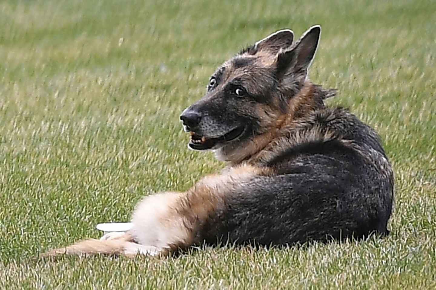 <p>Bidens announce death of Champ, pet German shepherd thumbnail