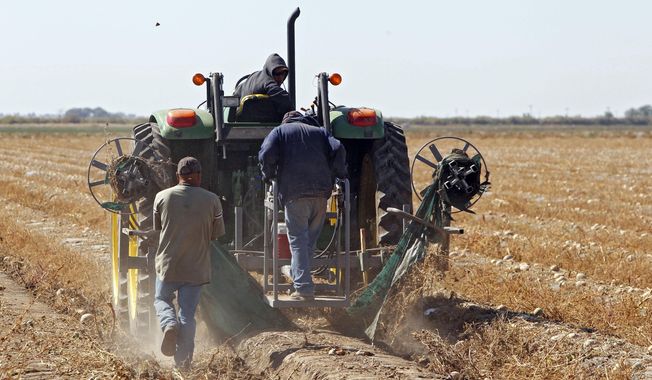 FILE - In this Sept. 28, 2011, file photo workers use a tractor to remove plastic from a field of rotting cantaloupe on a farm near Holly, Colo. Thousands of immigrant farmworkers in Colorado will soon have minimum wage, overtime and labor organizing rights under a bill signed into law Friday, June 25, 2021, by Democratic Gov. Jared Polis, who also planned to sign into law a measure to create a state fund to help indigent immigrants get legal representation in deportation proceedings. (AP Photo/Ed Andrieski, File)