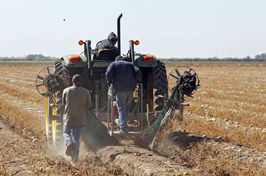FILE - In this Sept. 28, 2011, file photo workers use a tractor to remove plastic from a field of rotting cantaloupe on a farm near Holly, Colo. Thousands of immigrant farmworkers in Colorado will soon have minimum wage, overtime and labor organizing rights under a bill signed into law Friday, June 25, 2021, by Democratic Gov. Jared Polis, who also planned to sign into law a measure to create a state fund to help indigent immigrants get legal representation in deportation proceedings. (AP Photo/Ed Andrieski, File)
