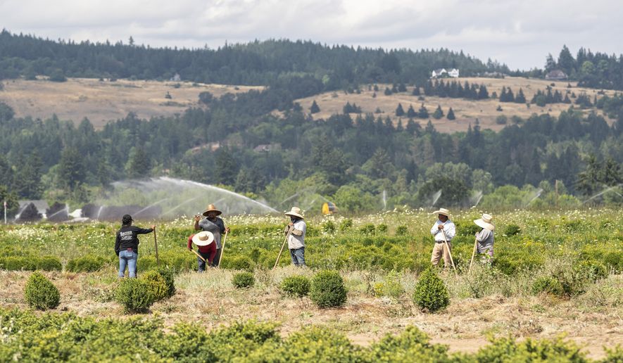 Farmworkers, who declined to give their names, break up ground, Thursday, July, 1, 2021, near St. Paul, Ore., as a heat wave bakes the Pacific Northwest in record-high temperatures. (AP Photo/Nathan Howard)