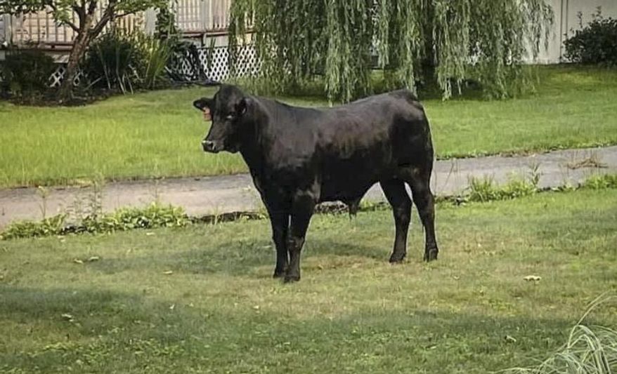 This photo provided by Suffolk County Police Department, Friday, July 23, 2021, shows a bull on the loose in Mastic, N.Y. The bull has eluded capture for several days on Long Island despite attempts to lure the roaming animal with grain and a cow in heat. (Suffolk County Police Department via AP) ** FILE **