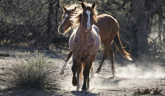 FILE - In this March 10, 2021, file photo, two Salt River wild horses kick up dust as they arrive at a site for emergency feeding run by the Salt River Wild Horse Management Group near Coon Bluff in the Tonto National Forest near Mesa, Ariz. Federal land managers say they&#39;re stepping up protections to guard against the illegal resale of wild horses and burros adopted from the government for slaughter after they&#39;ve been captured on U.S. lands but mustang protection advocates say the Bureau of Land Management needs to do more. (AP Photo/Sue Ogrocki, File)