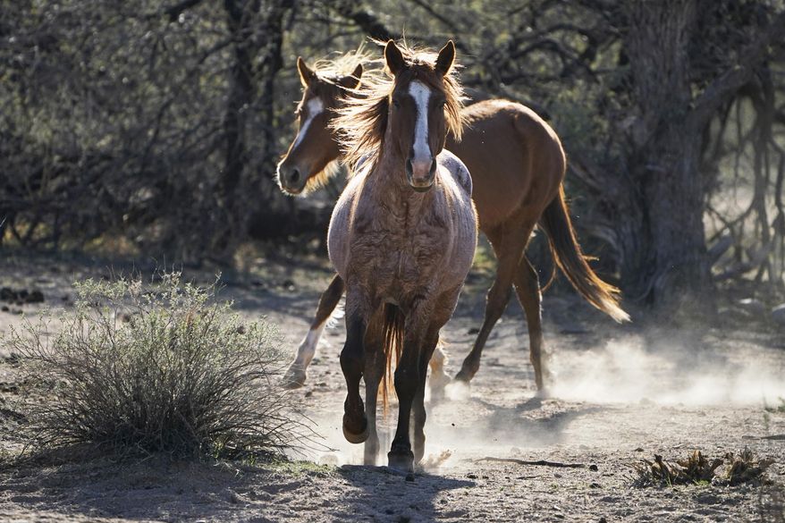 FILE - In this March 10, 2021, file photo, two Salt River wild horses kick up dust as they arrive at a site for emergency feeding run by the Salt River Wild Horse Management Group near Coon Bluff in the Tonto National Forest near Mesa, Ariz. Federal land managers say they&#39;re stepping up protections to guard against the illegal resale of wild horses and burros adopted from the government for slaughter after they&#39;ve been captured on U.S. lands but mustang protection advocates say the Bureau of Land Management needs to do more. (AP Photo/Sue Ogrocki, File)