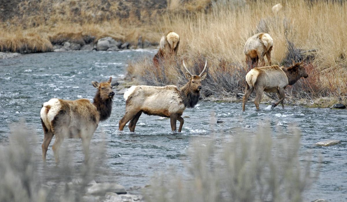 NextImg:Yellowstone tells tourists to back off wildlife after elk calf goes on car ride, young bison dies