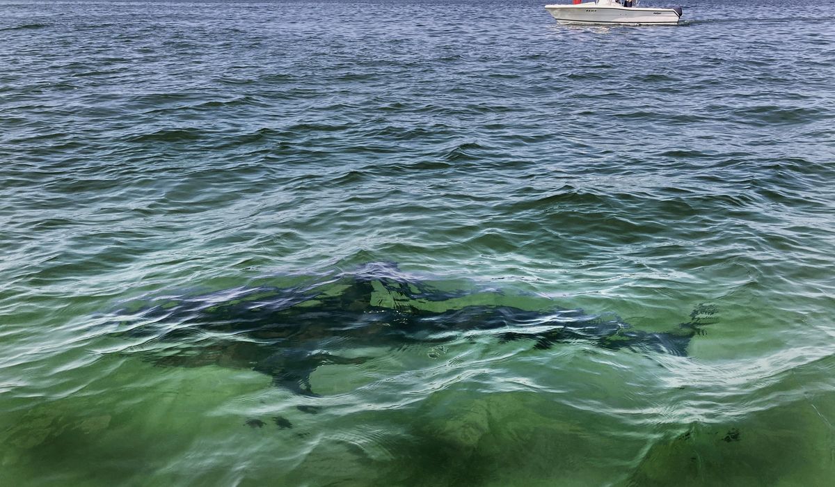 NextImg:Surfer dies after shark ‘encounter’ in Hawaii