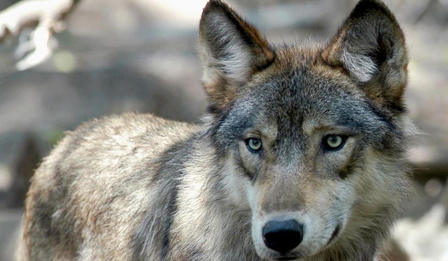 This July 16, 2004, photo shows a gray wolf at the Wildlife Science Center in Forest Lake, Minn. The Biden administration said Wednesday, Sept. 15, 2021, that federal protections may need to be restored for gray wolves in the western U.S. after Republican-backed state laws made it much easier to kill the predators. (AP Photo/Dawn Villella) **FILE***