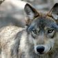 This July 16, 2004, photo shows a gray wolf at the Wildlife Science Center in Forest Lake, Minn. The Biden administration said Wednesday, Sept. 15, 2021, that federal protections may need to be restored for gray wolves in the western U.S. after Republican-backed state laws made it much easier to kill the predators. (AP Photo/Dawn Villella) **FILE***