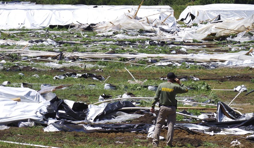 Josephine County Sheriff Dave Daniel stands amid the debris of plastic hoop houses destroyed by law enforcement, used to grow cannabis illegally, near Selma, Ore., on Wednesday, June 16, 2021. From dusty towns to forests in the West, illegal marijuana growers are taking water in uncontrolled amounts when often there isn&#x27;t enough to go around for even licensed users.  . (Shaun Hall/Grants Pass Daily Courier via AP)