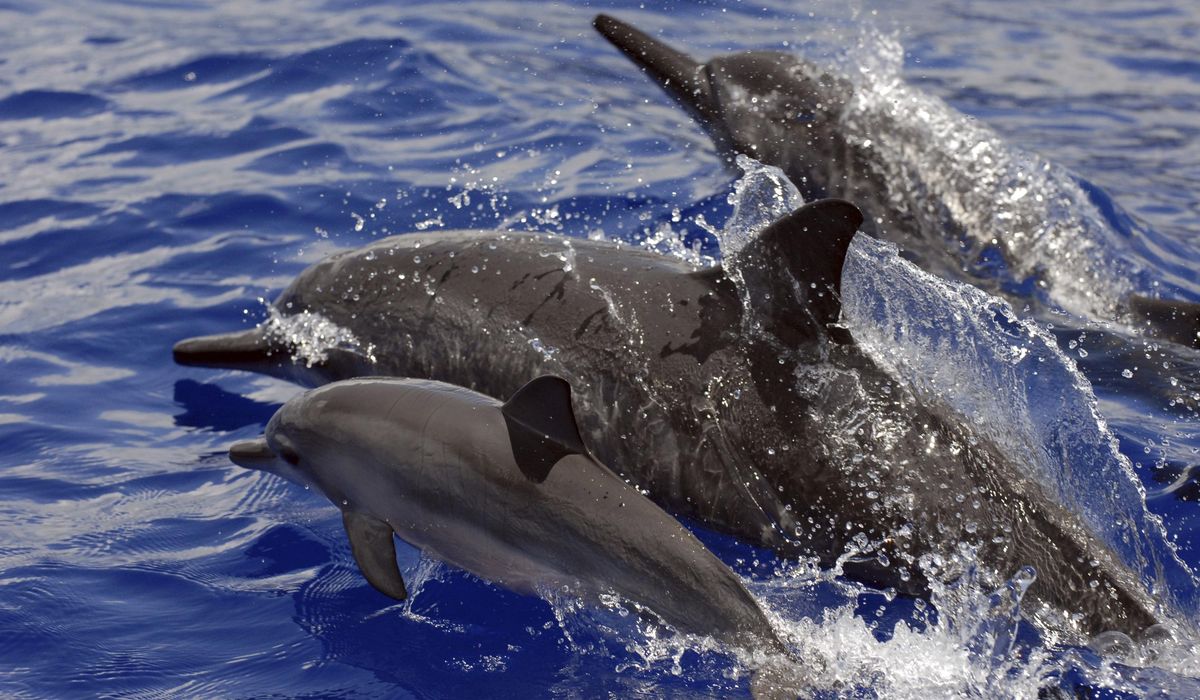 NextImg:Gulf of Mexico dolphins test positive for fentanyl