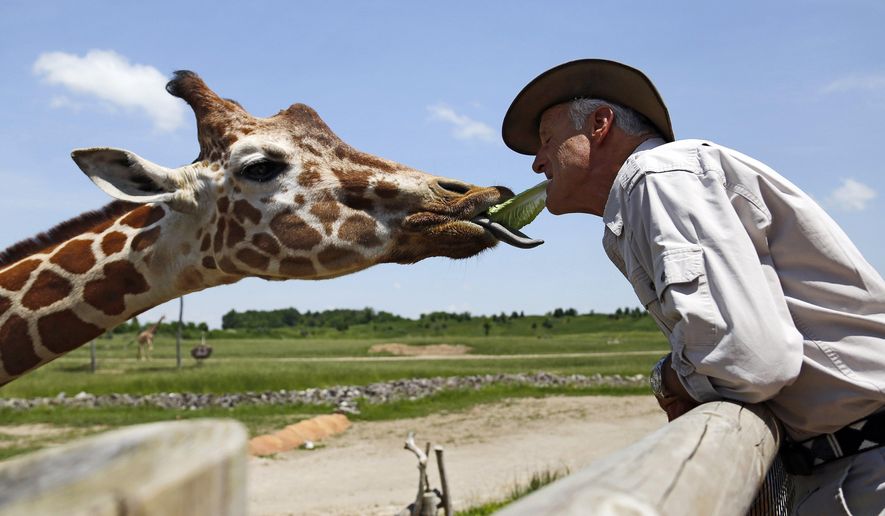 FILE - In this May 29, 2018, file photo, Jack Hanna feeds J.P. the giraffe a piece of lettuce from his own mouth at the the Columbus Zoo &amp;amp; Aquarium in Columbus, Ohio. The Columbus Zoo and Aquarium has lost its most important accreditation, a major blow to an institution once widely admired in its industry and by the general public. The zoo said it plans to appeal the decision announced Wednesday, Oct. 6, 2021, by the Association of Zoos and Aquariums, considered the nation&#39;s top zoo-accrediting body, one day after the institution announced its new leader. (Adam Cairns/The Columbus Dispatch via AP, File)