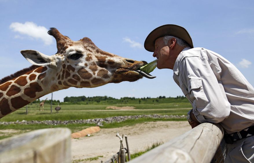 FILE - In this May 29, 2018, file photo, Jack Hanna feeds J.P. the giraffe a piece of lettuce from his own mouth at the the Columbus Zoo &amp;amp; Aquarium in Columbus, Ohio. The Columbus Zoo and Aquarium has lost its most important accreditation, a major blow to an institution once widely admired in its industry and by the general public. The zoo said it plans to appeal the decision announced Wednesday, Oct. 6, 2021, by the Association of Zoos and Aquariums, considered the nation&#39;s top zoo-accrediting body, one day after the institution announced its new leader. (Adam Cairns/The Columbus Dispatch via AP, File)