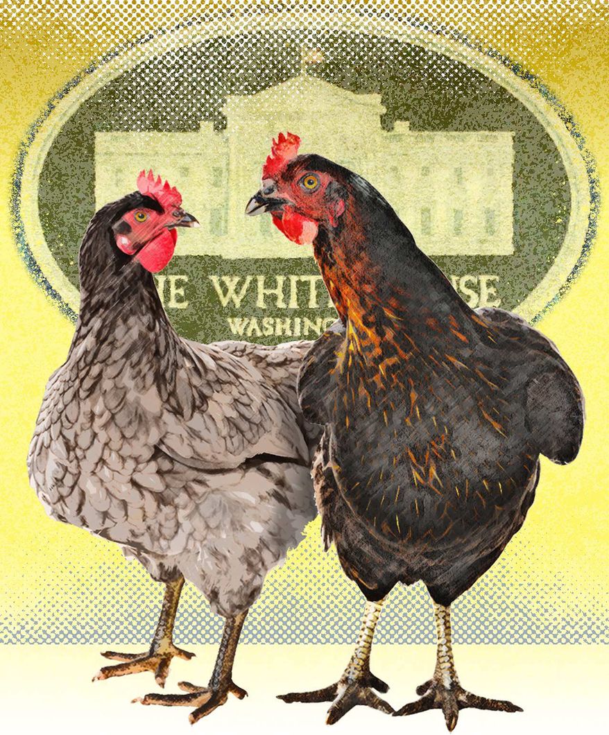 White House Chicken Coop Illustration by Greg Groesch/The Washington Times