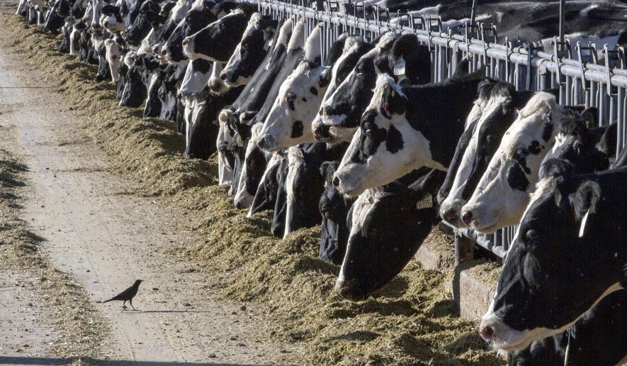 In this March 31, 2017, file photo, dairy cattle feed at a farm near Vado, N.M. Canada violated its trade agreement with the U.S. and Mexico by reserving a share of the dairy market exclusively for Canadian farmers, a trade dispute panel ruled late Tuesday in a decision that could boost sales for American dairy farmers. (AP Photo/Rodrigo Abd, File)