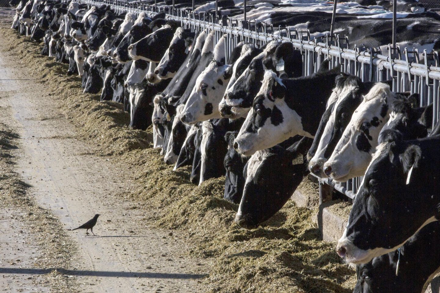 U.S. wins trade spat with Canada over dairy