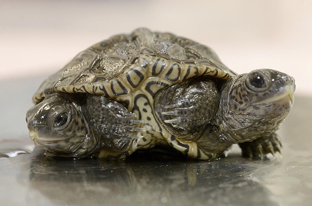 Two-headed turtle thrives at Massachusetts animal refuge
