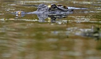FILE - An alligator swims in the Maurepas Swamp, thirty miles outside New Orleans, in Ruddock, La., Saturday, Feb. 27, 2021. Once-endangered alligators are thriving in the wild, so Louisiana authorities are proposing another cut in the percentage that farmers must return to marshes where their eggs were laid. The big armored reptiles don&#39;t breed well in captivity, so farmers are allowed to collect eggs from wild nests, as long as they return a percentage as youngsters too big for most other animals to eat. (AP Photo/Gerald Herbert, file)