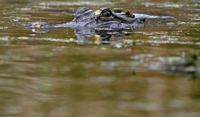 FILE - An alligator swims in the Maurepas Swamp, thirty miles outside New Orleans, in Ruddock, La., Saturday, Feb. 27, 2021. Once-endangered alligators are thriving in the wild, so Louisiana authorities are proposing another cut in the percentage that farmers must return to marshes where their eggs were laid. The big armored reptiles don&#x27;t breed well in captivity, so farmers are allowed to collect eggs from wild nests, as long as they return a percentage as youngsters too big for most other animals to eat. (AP Photo/Gerald Herbert, file)
