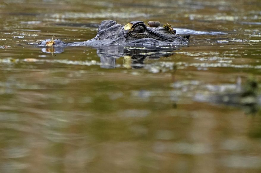 FILE - An alligator swims in the Maurepas Swamp, thirty miles outside New Orleans, in Ruddock, La., Saturday, Feb. 27, 2021. Once-endangered alligators are thriving in the wild, so Louisiana authorities are proposing another cut in the percentage that farmers must return to marshes where their eggs were laid. The big armored reptiles don&#39;t breed well in captivity, so farmers are allowed to collect eggs from wild nests, as long as they return a percentage as youngsters too big for most other animals to eat. (AP Photo/Gerald Herbert, file)