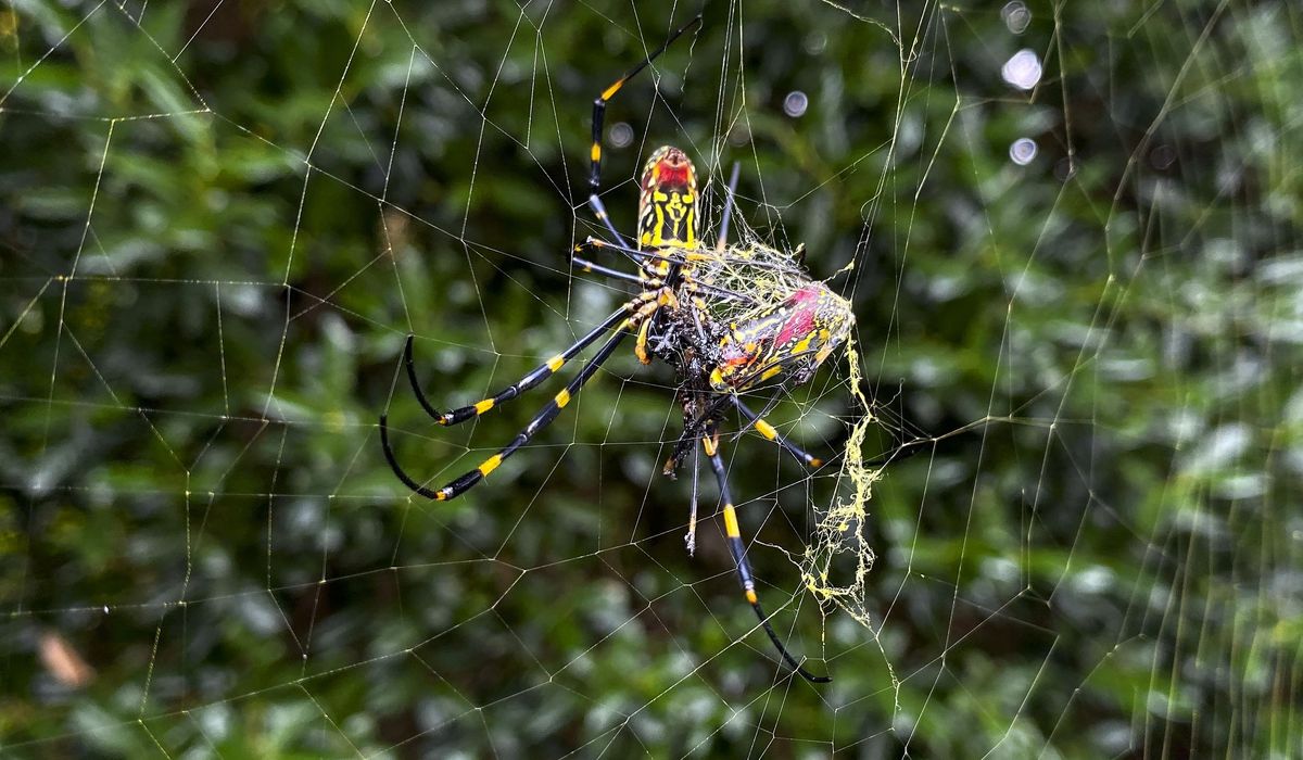 NextImg:Giant flying spiders spreading up the East Coast
