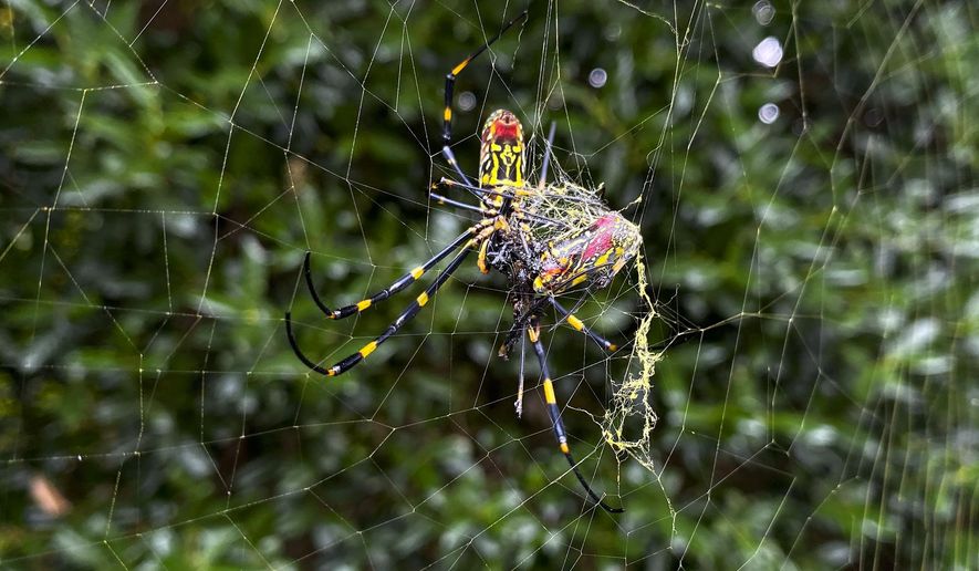 The joro spider, a large spider native to East Asia, is seen in Johns Creek, Ga., on Sunday, Oct. 24, 2021. The spider has spun its thick, golden web on power lines, porches and vegetable patches all over north Georgia this year – a proliferation that has driven some unnerved homeowners indoors and prompted a flood of anxious social media posts. (AP Photo/Alex Sanz)