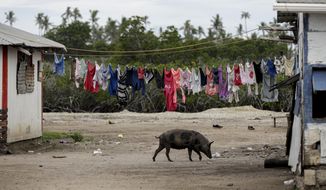 FILE - A pig wonders around a house in Nuku&#39;alofa, Tonga, Sunday April 7, 2019. The island nation of Tonga has reported its first-ever case of COVID-19, Friday Oct. 29, 2021 after a traveler from New Zealand tested positive. (AP Photo/Mark Baker,File)