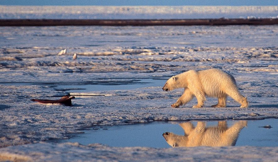 This undated handout photo of a polar bear was taken in the Arctic National Wildlife Refuge, reflecting concern among some scientists that the world&#39;s polar bears will be killed off by 2050 because of thinning sea ice from global warming in the Arctic. (AP Photo/Subhankar Banerjee, File)