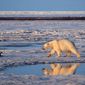 This undated handout photo of a polar bear was taken in the Arctic National Wildlife Refuge, reflecting concern among some scientists that the world&#39;s polar bears will be killed off by 2050 because of thinning sea ice from global warming in the Arctic. (AP Photo/Subhankar Banerjee, File)