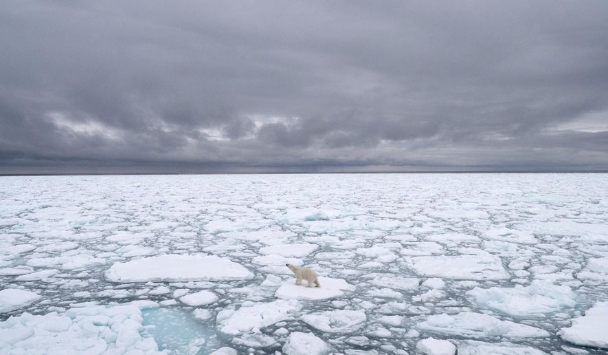 This June 2018 photo provided by Polar Bears International shows polar bear standing on sea ice north of Svalbard, Norway. Arctic sea ice — frozen ocean water — shrinks during the summer as it gets warmer, then forms again in the long winter. How much it shrinks is where global warming kicks in, scientists say. The more the sea ice shrinks in the summer, the thinner the ice is overall, because the ice is weaker first-year ice. (BJ Kirschhoffer/Polar Bears International via AP)