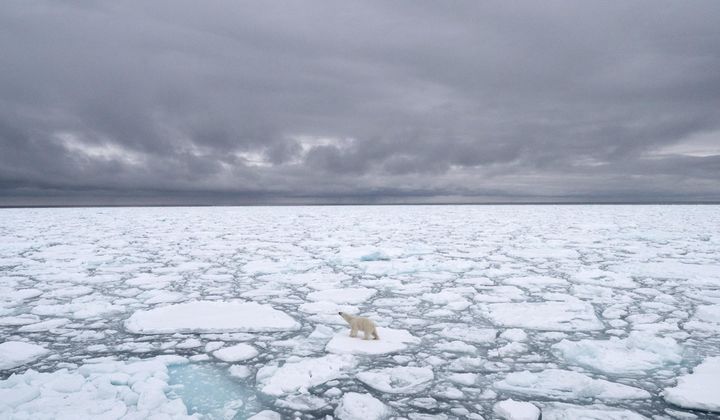 This June 2018 photo provided by Polar Bears International shows polar bear standing on sea ice north of Svalbard, Norway. Arctic sea ice — frozen ocean water — shrinks during the summer as it gets warmer, then forms again in the long winter. How much it shrinks is where global warming kicks in, scientists say. The more the sea ice shrinks in the summer, the thinner the ice is overall, because the ice is weaker first-year ice. (BJ Kirschhoffer/Polar Bears International via AP)
