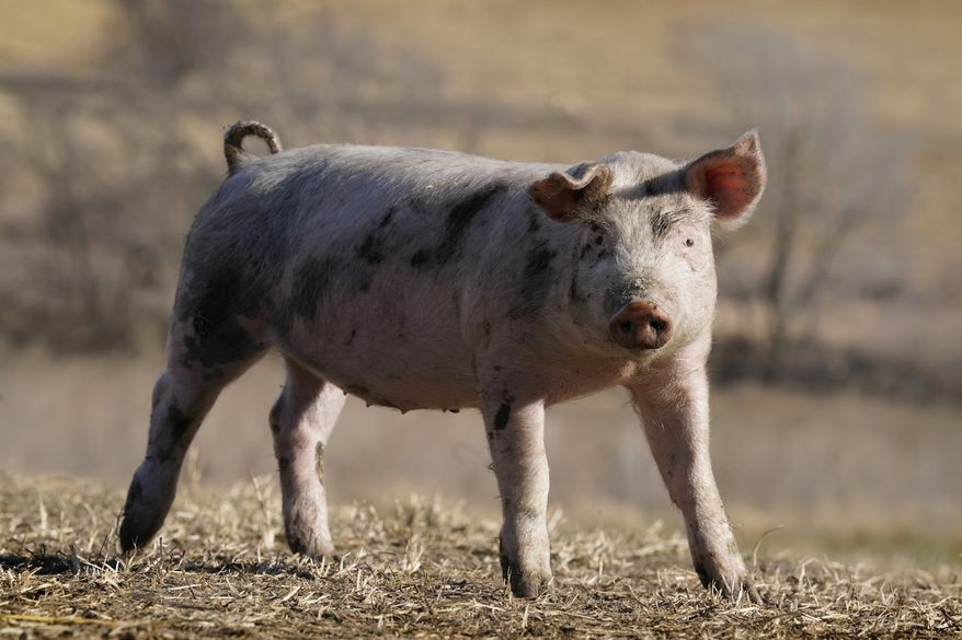 A hog walks in a pasture on the Ron Mardesen farm, Thursday, Dec. 2, 2021, near Elliott, Iowa. A coalition of California restaurants and grocery stores has filed a lawsuit to block implementation of a farm animal welfare law, adding to uncertainty about whether bacon and other fresh pork products will be prohibitively expensive or available at all in the state when the new rules take effect on New Year's Day. Mardesen already meets the California standards for the hogs he sells to specialty meat company Niman Ranch, which supported passage of Proposition 12 and requires all of its roughly 650 hog farmers to give breeding pigs far more room than mandated by the law. (AP Photo/Charlie Neibergall)