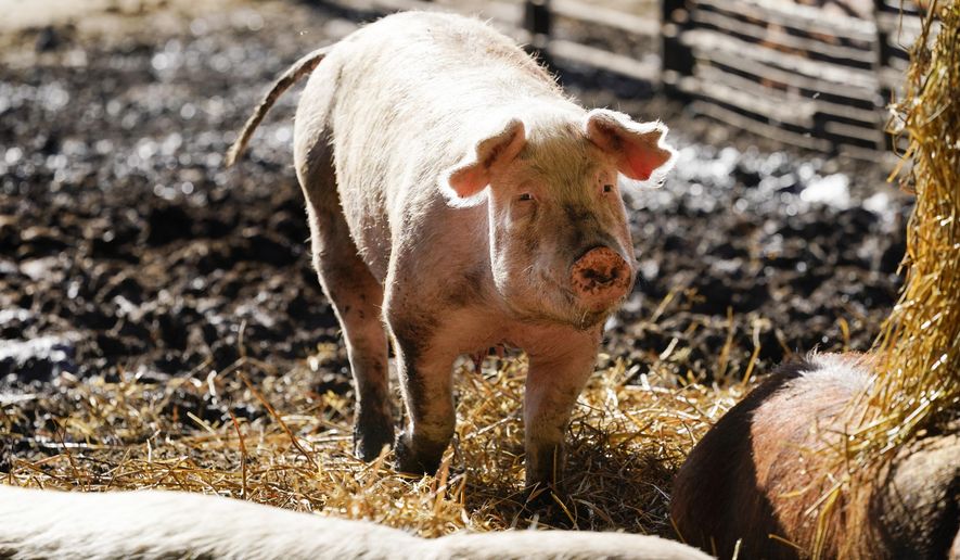 A hog walks in a holding pen on the Ron Mardesen farm, Thursday, Dec. 2, 2021, near Elliott, Iowa. A coalition of California restaurants and grocery stores has filed a lawsuit to block implementation of a farm animal welfare law, adding to uncertainty about whether bacon and other fresh pork products will be prohibitively expensive or available at all in the state when the new rules take effect on New Year's Day. Mardesen already meets the California standards for the hogs he sells to specialty meat company Niman Ranch, which supported passage of Proposition 12 and requires all of its roughly 650 hog farmers to give breeding pigs far more room than mandated by the law. (AP Photo/Charlie Neibergall)