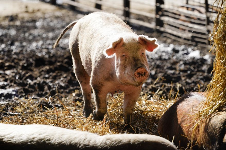 A hog walks in a holding pen on the Ron Mardesen farm, Thursday, Dec. 2, 2021, near Elliott, Iowa. A coalition of California restaurants and grocery stores has filed a lawsuit to block implementation of a farm animal welfare law, adding to uncertainty about whether bacon and other fresh pork products will be prohibitively expensive or available at all in the state when the new rules take effect on New Year's Day. Mardesen already meets the California standards for the hogs he sells to specialty meat company Niman Ranch, which supported passage of Proposition 12 and requires all of its roughly 650 hog farmers to give breeding pigs far more room than mandated by the law. (AP Photo/Charlie Neibergall)