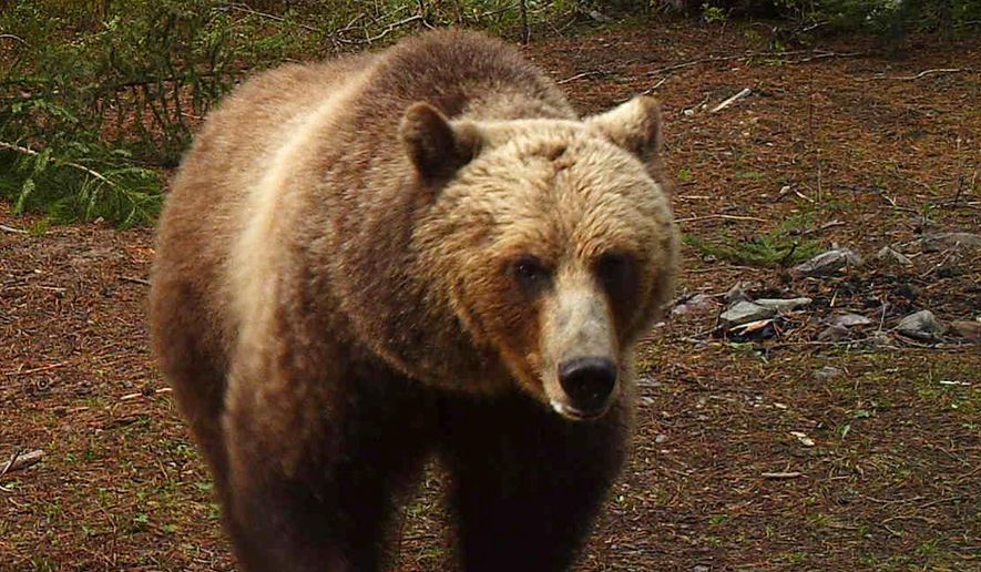 In this undated trail camera photo provided by the Montana Fish, Wildlife and Parks, a grizzly bear walks in the North Fork of the Flathead River drainage in Montana. (Montana Fish, Wildlife and Parks via AP, File)