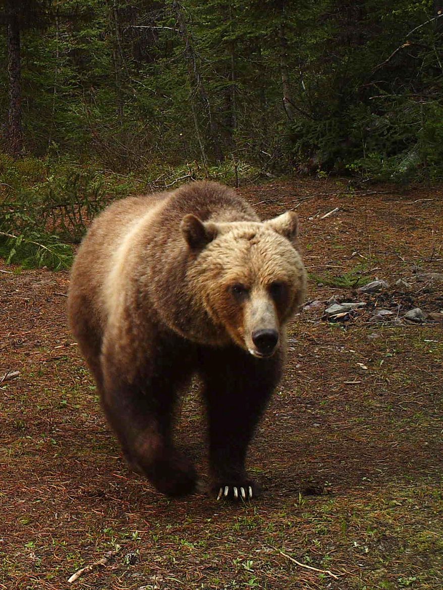 In this undated trail camera photo provided by the Montana Fish, Wildlife and Parks, a grizzly bear walks in the North Fork of the Flathead River drainage in Montana. (Montana Fish, Wildlife and Parks via AP, File)