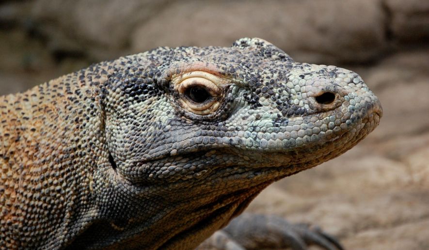 This undated photo provided by researcher Bryan Fry shows a Komodo dragon at Komodo National Park in Indonesia. Smithsonian’s National Zoo officials announced the death of 26-year-old Komodo dragon male Murphy (not pictured). (Bryan Fry via AP)