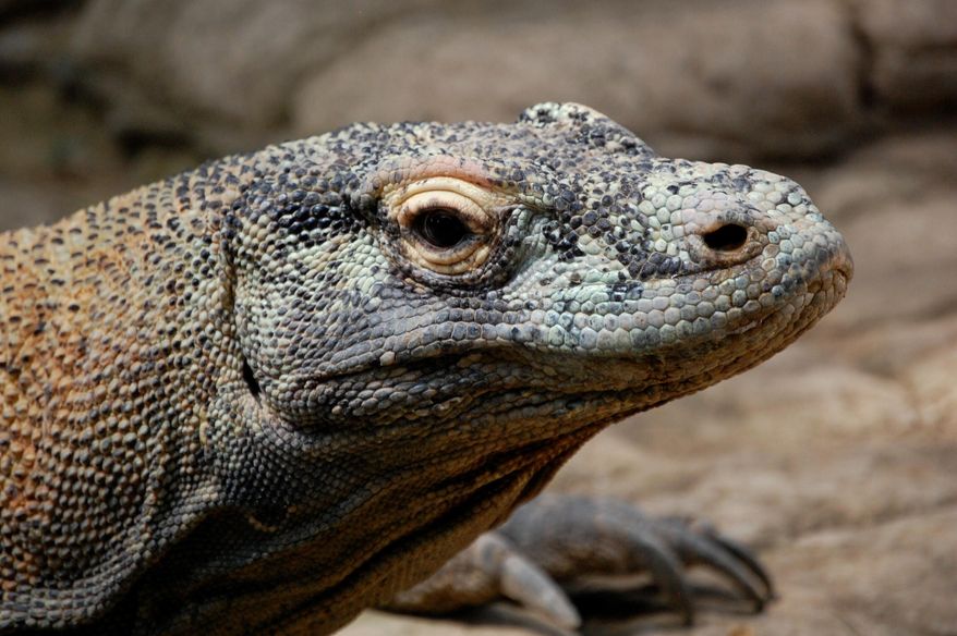 This undated photo provided by researcher Bryan Fry shows a Komodo dragon at Komodo National Park in Indonesia. Smithsonian’s National Zoo officials announced the death of 26-year-old Komodo dragon male Murphy (not pictured). (Bryan Fry via AP)