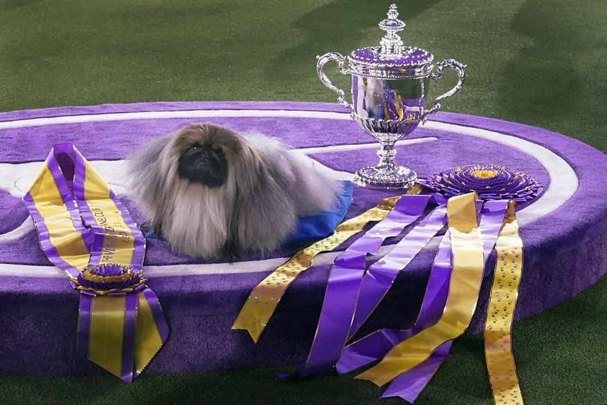 Wasabi, a Pekingese, rests on the winner's podium with its trophy and ribbons after winning Best in Show at the Westminster Kennel Club dog show, Sunday, June 13, 2021, in Tarrytown, N.Y. The Westminster Kennel Club's annual dog show has become the latest event to be postponed or canceled in New York as the number of coronavirus cases surges. The club's board of governors announced Wednesday, Dec 29, 2021, it was postponing its 2022 event, scheduled for late January, to later in the year. A new date wasn't given. (AP Photo/Kathy Willens, File)