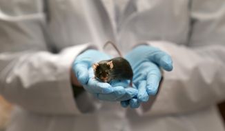 Research assistant Katie McCullough holds a mouse in a Washington University lab where doctors are using the mice to study a rare form of autism linked to a mutation in the MYT1L gene Wednesday, Dec. 15, 2021, in St. Louis. (AP Photo/Jeff Roberson) ** FILE **