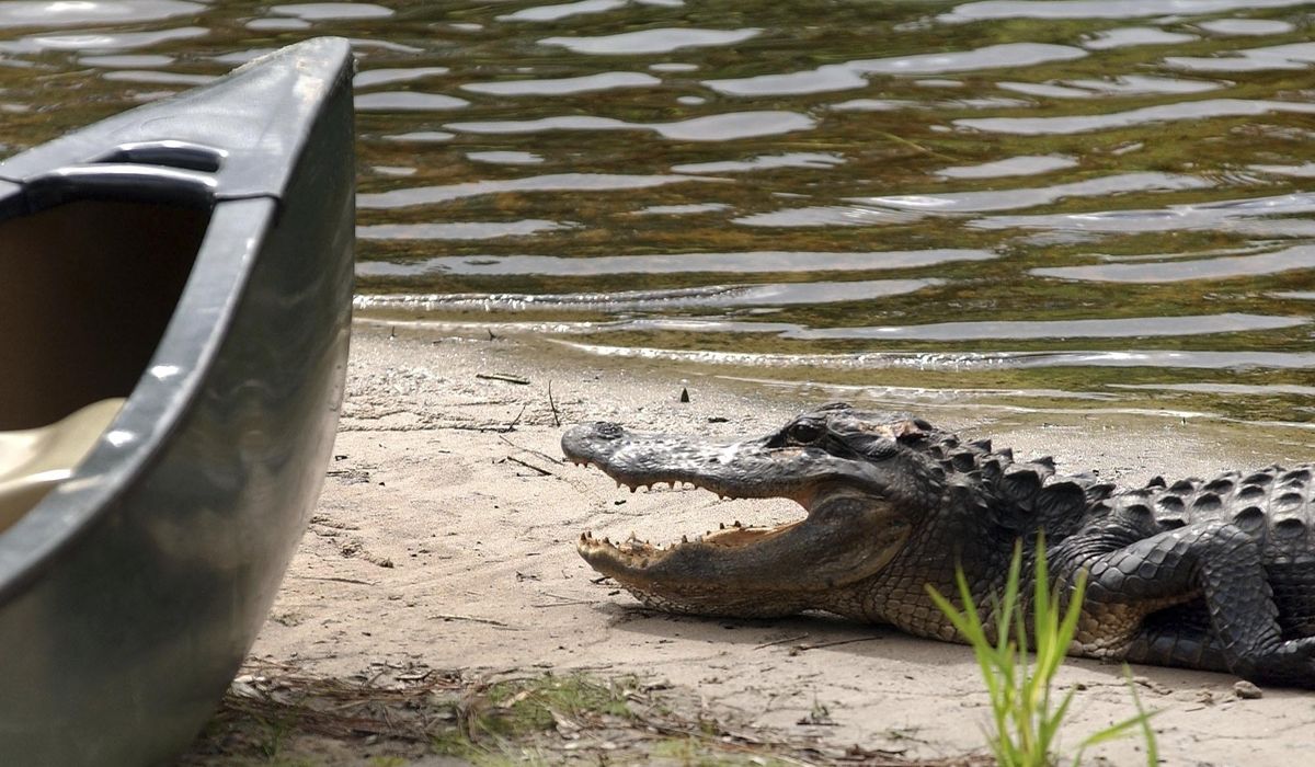 NextImg:Florida woman’s remains found in jaws of large gator; investigation underway