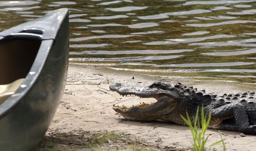 In this Aug 2, 2007 file photo, an alligator hangs around the canoes at Okefenokee Adventures at the entrance to the Okefenokee Swamp in Charlton County, Ga. The Biden administration again moved to undermine a Trump-era rollback of federal water protections, but a company that benefited from that rollback can still move forward with plans to mine for minerals in Georgia a few miles outside of a federal wildlife refuge. (Chris Viola/The Florida Times-Union via AP, File)