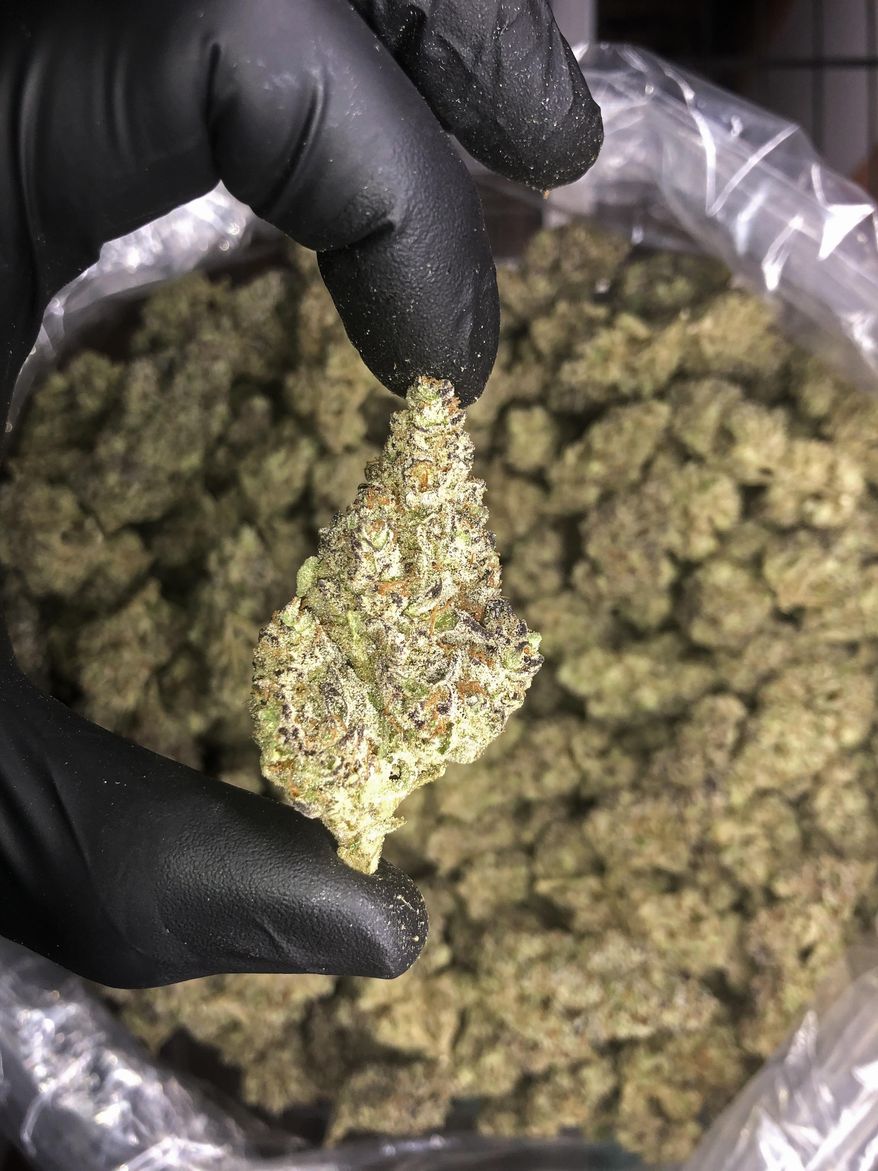 This photo provided by a marijuana cultivator under the condition of anonymity shows trimmed cannabis buds grown in Northern California on Dec. 3, 2021. As California enters its fifth year of broad legal marijuana sales, an unwelcome trend is emerging in the struggling marketplace. Industry experts say a growing number of license holders also are secretly operating in the illegal market — working both sides of the economy to make ends meet. (AP Photo)