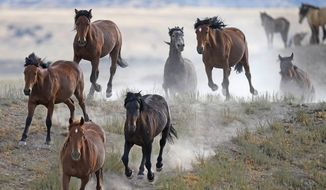 FILE - Free-ranging wild horses gallop from a watering trough on July 8, 2021, near U.S. Army Dugway Proving Ground, Utah. The U.S. government plans to capture more wild horses on federal lands this year than ever before in a single year, drawing outrage from mustang advocates who were counting on the Biden administration to curtail the widespread gathers of thousands of horses annually. (AP Photo/Rick Bowmer, File)