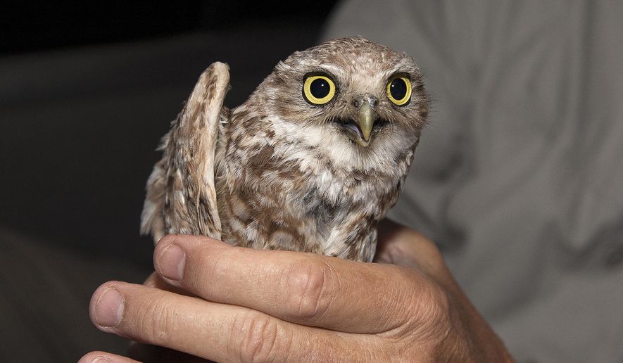 In this photo provided by the San Diego Zoo Wildlife Alliance, a burrowing owl is held after a health check by San Diego Zoo Wildlife Alliance staff in the Otay Mesa area of San Diego County in 2015. (Tammy Spratt/San Diego Zoo Wildlife Alliance via AP)