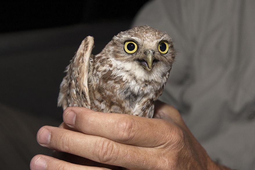 In this photo provided by the San Diego Zoo Wildlife Alliance, a burrowing owl is held after a health check by San Diego Zoo Wildlife Alliance staff in the Otay Mesa area of San Diego County in 2015. (Tammy Spratt/San Diego Zoo Wildlife Alliance via AP)