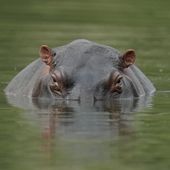 A hippo floats in the lagoon at Hacienda Napoles Park, once the private estate of drug kingpin Pablo Escobar who decades ago imported three female hippos and one male in Puerto Triunfo, Colombia, Wednesday, Feb. 16, 2022. A hippo (not pictured) at the Tennoji Zoo in Osaka, Japan, was called a male for seven years after the zoo acquired it. Then came a recent DNA test, which found that the animal was a female. (AP Photo/Fernando Vergara)